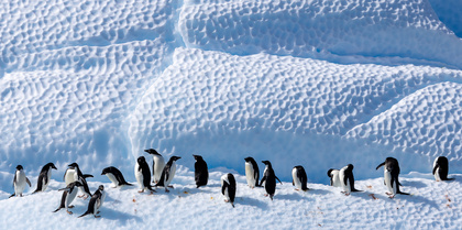 Penguins in Antarctica